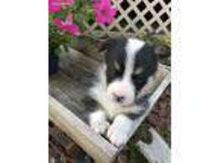 Pembroke Welsh Corgi Puppy for sale in Blair, WI, USA