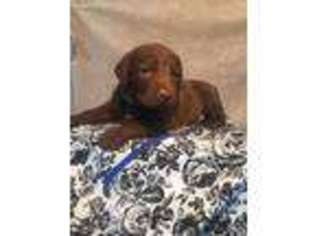 Chesapeake Bay Retriever Puppy for sale in Abbeville, SC, USA