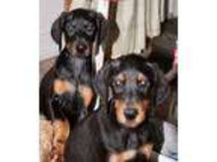 Doberman Pinscher Puppy for sale in Sanford, FL, USA
