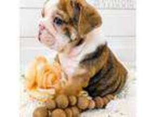 Bulldog Puppy for sale in Berea, KY, USA