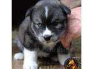 Siberian Husky Puppy for sale in Lufkin, TX, USA