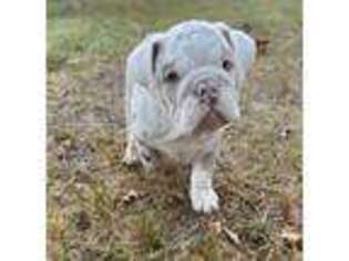 Bulldog Puppy for sale in Tulsa, OK, USA