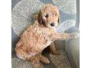 Goldendoodle Puppy for sale in Stansbury Park, UT, USA