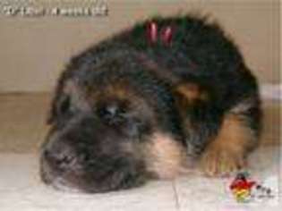 German Shepherd Dog Puppy for sale in ALAMEDA, CA, USA
