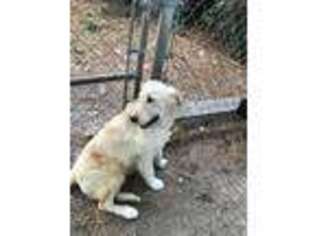 Golden Retriever Puppy for sale in Robersonville, NC, USA