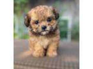 Shih-Poo Puppy for sale in Bonaparte, IA, USA