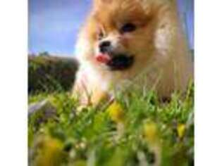 Pomeranian Puppy for sale in San Bernardino, CA, USA