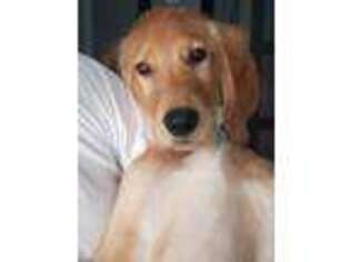 Golden Retriever Puppy for sale in Boca Raton, FL, USA