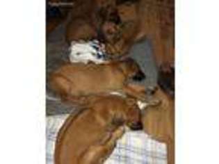 Rhodesian Ridgeback Puppy for sale in Bend, OR, USA