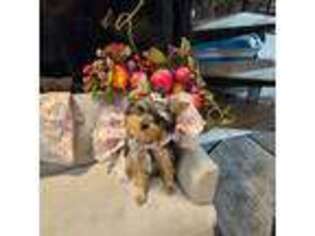 Yorkshire Terrier Puppy for sale in Silverton, OR, USA