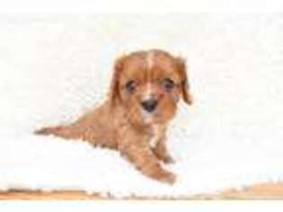 Cavalier King Charles Spaniel Puppy for sale in Birch Tree, MO, USA