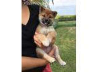 Shiba Inu Puppy for sale in Cedar Rapids, IA, USA