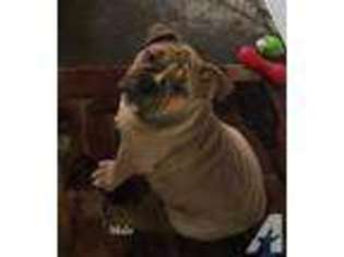 Victorian Bulldog Puppy for sale in OREGON CITY, OR, USA