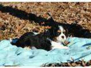 Cavalier King Charles Spaniel Puppy for sale in Wilmer, AL, USA