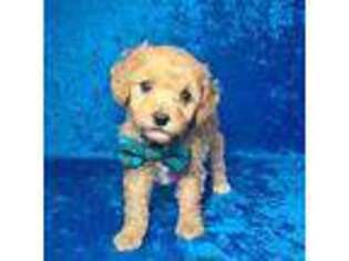 Mutt Puppy for sale in Belleview, FL, USA