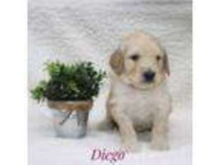Goldendoodle Puppy for sale in Rexford, MT, USA
