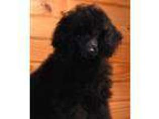 Mutt Puppy for sale in Puxico, MO, USA