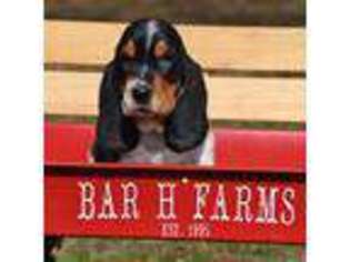 Basset Hound Puppy for sale in Harwood, MO, USA