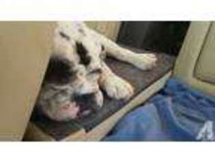 Bulldog Puppy for sale in LINDSAY, CA, USA
