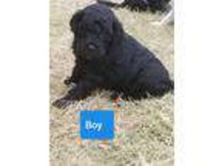 Labradoodle Puppy for sale in Jacksboro, TX, USA