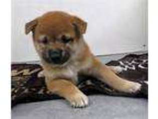 Shiba Inu Puppy for sale in Pomona, MO, USA