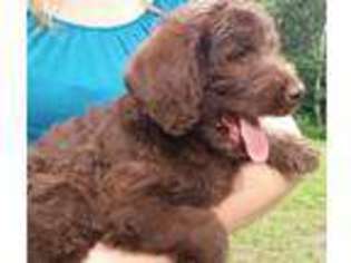 Labradoodle Puppy for sale in Doniphan, MO, USA