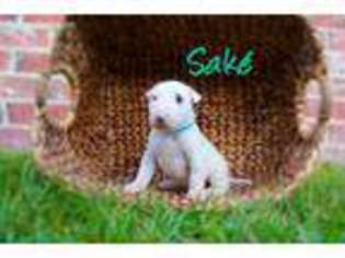 Bull Terrier Puppy for sale in Long Beach, MS, USA