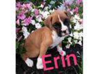 Boxer Puppy for sale in Landisburg, PA, USA