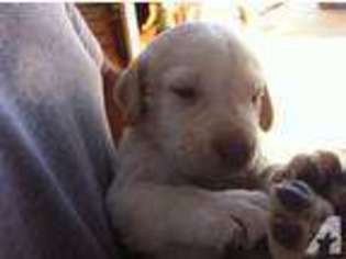 Labrador Retriever Puppy for sale in WHEATLAND, CA, USA