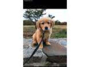 Golden Retriever Puppy for sale in Cranston, RI, USA