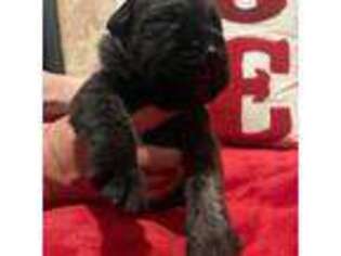 Mastiff Puppy for sale in Oakdale, CA, USA