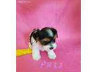 Yorkshire Terrier Puppy for sale in Cameron, MO, USA