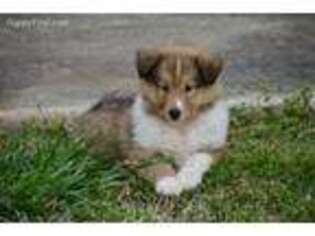 Collie Puppy for sale in Hartselle, AL, USA