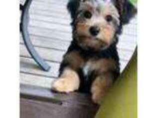 Yorkshire Terrier Puppy for sale in New Roads, LA, USA