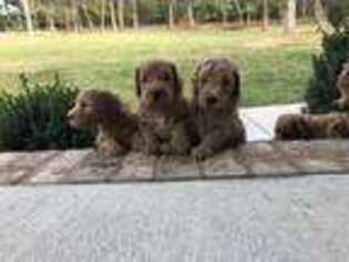 Goldendoodle Puppy for sale in Eagleville, TN, USA