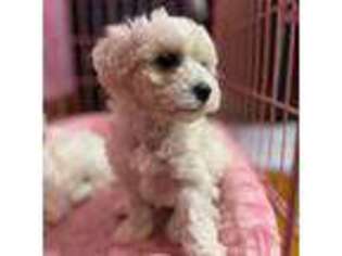 Maltese Puppy for sale in Somerset, NJ, USA
