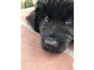 Newfoundland Puppy for sale in Lewes, DE, USA