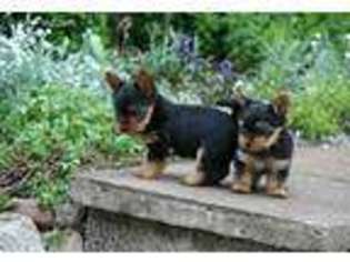 Yorkshire Terrier Puppy for sale in Atlantic, IA, USA