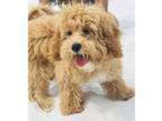 Cavapoo Puppy for sale in Irving, TX, USA
