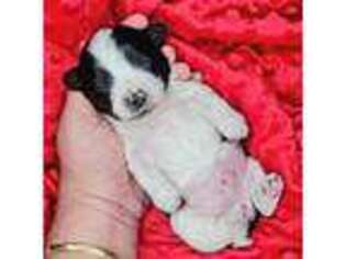Yorkshire Terrier Puppy for sale in Staunton, VA, USA