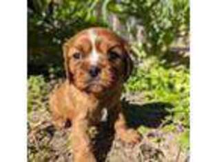 Cavalier King Charles Spaniel Puppy for sale in Huntington, TX, USA
