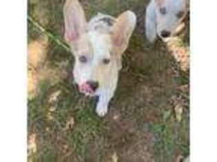 Pembroke Welsh Corgi Puppy for sale in Kingsland, GA, USA