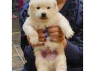 Alaskan Klee Kai Puppy for sale in Big Lake, MN, USA