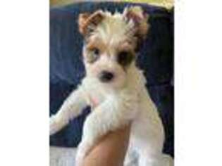 Yorkshire Terrier Puppy for sale in Troy, IL, USA