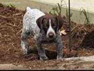 German Shorthaired Pointer Puppy for sale in Jamestown, TN, USA