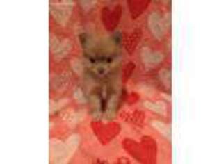 Pomeranian Puppy for sale in Cleveland, OH, USA