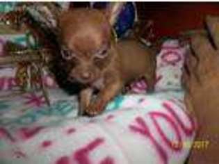 Chihuahua Puppy for sale in Pounding Mill, VA, USA