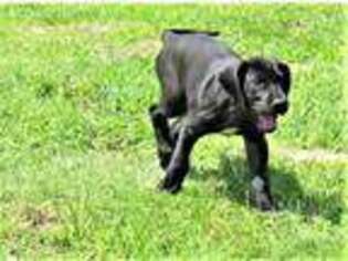 Great Dane Puppy for sale in Hebron, NE, USA