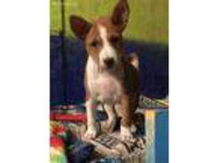 Basenji Puppy for sale in New Albany, IN, USA