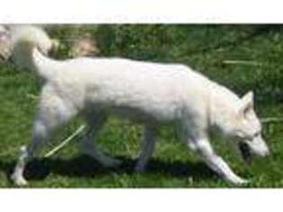 Siberian Husky Puppy for sale in Swansea, MA, USA